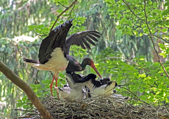 Čáp černý (Ciconia nigra)