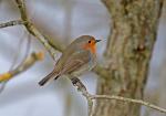 Červenka obecná (Erithacus rubecula)