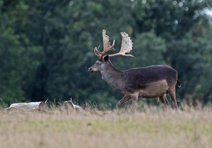 Daněk skvrnitý (Dama dama)