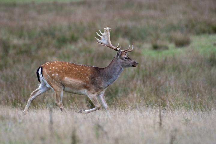 Daněk skvrnitý (Dama dama)