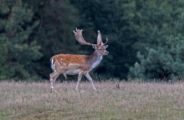 Daněk skvrnitý (Dama dama)