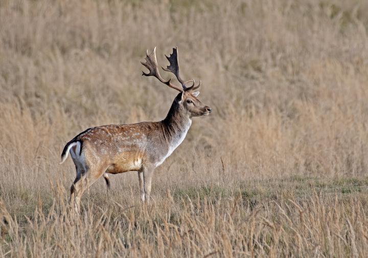 Daněk skvrnitý (Dama dama)