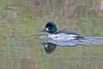 Goldeneye (Bucephala clangula)