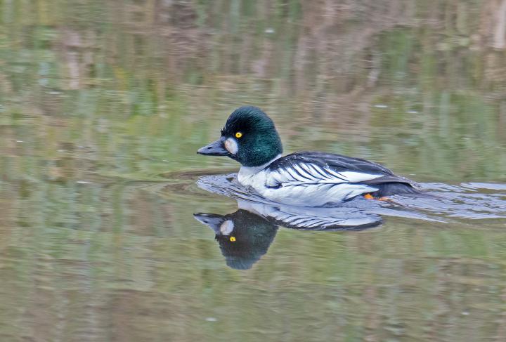 Hohol severní (Bucephala clangula)