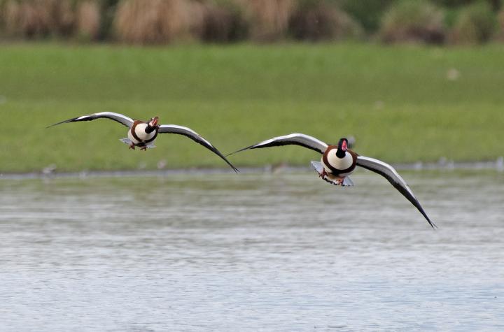 Husice liščí (Tadorna tadorna)