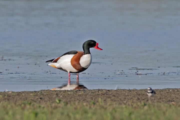 Husice liščí (Tadorna tadorna)