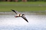 Shel Duck (Tadorna tadorna)