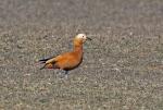 Ruddy Shelduck (Tadorna ferruginea)