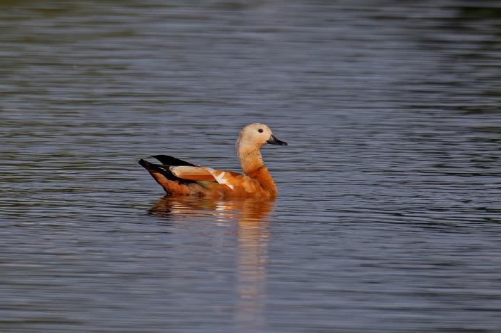Husice rezavá (Tadorna ferruginea)