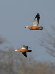 Ruddy Shelduck (Tadorna ferruginea)