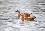 Ruddy Shelduck (Tadorna ferruginea)