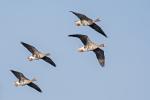 Greater White-fronted Goose  (Anser albifrons)