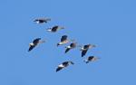 Greater White-fronted Goose  (Anser albifrons)