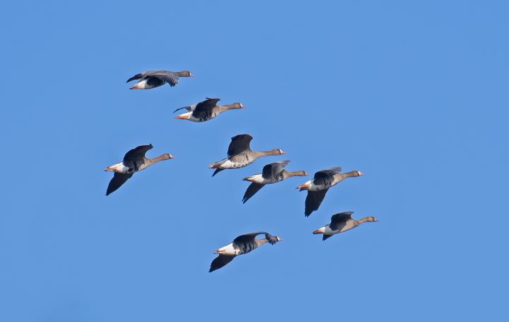 Husa běločelá (Anser albifrons)