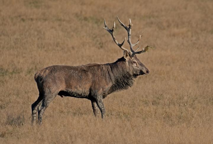 Jelen lesní (Cervus elaphus)