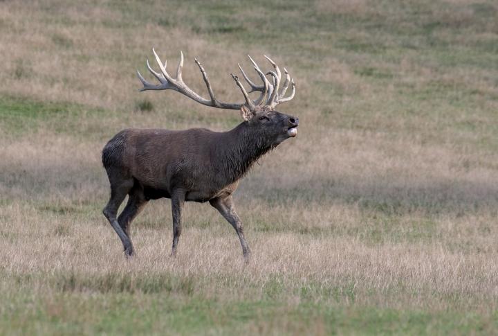 Jelen lesní (Cervus elaphus)