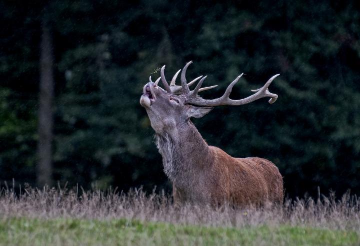 Jelen lesní (Cervus elaphus)