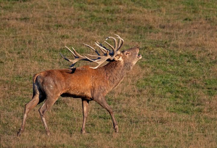 Jelen lesní (Cervus elaphus)