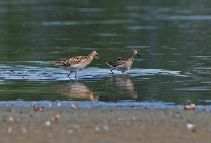 Jespák bojovný (Philomachus pugnax)