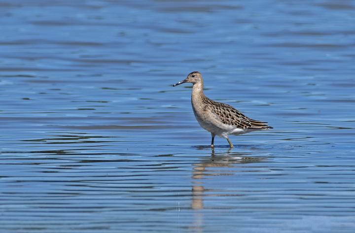 Jespák bojovný (Philomachus pugnax)