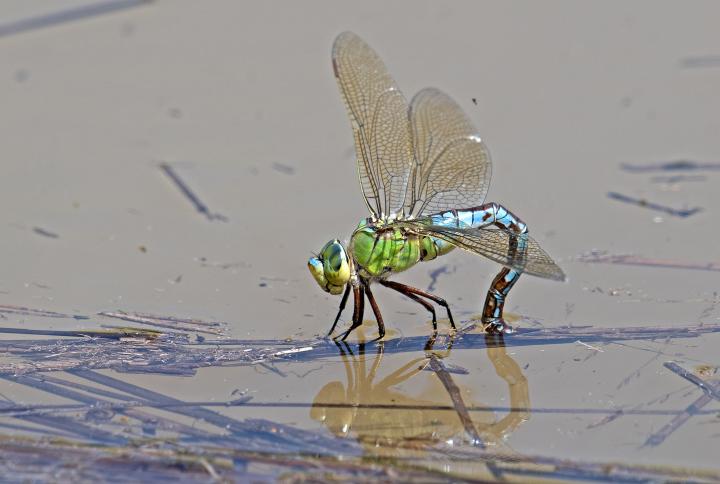Šídlo modré (Aeshna cyanea)
