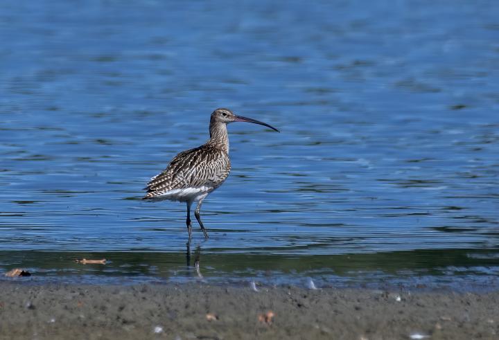 Koliha velká (Numenius arquata)