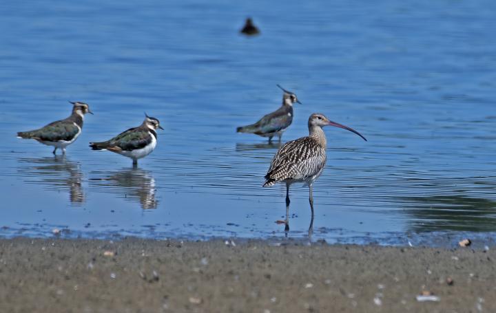 Koliha velká (Numenius arquata)
