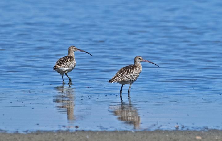Koliha velká (Numenius arquata)