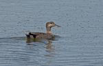 Gadwall (Anas strepera)