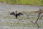 Pygmy Cormorant (Phalacrocorax pygmaeus)