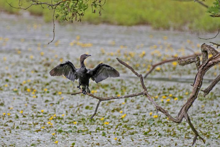 Kormorán malý (Phalacrocorax pygmaeus)
