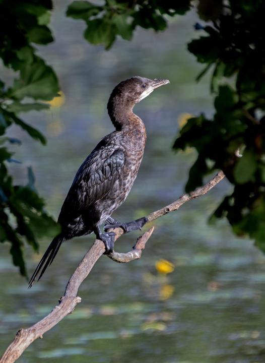 Kormorán malý (Phalacrocorax pygmaeus)