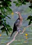 Pygmy Cormorant (Phalacrocorax pygmaeus)