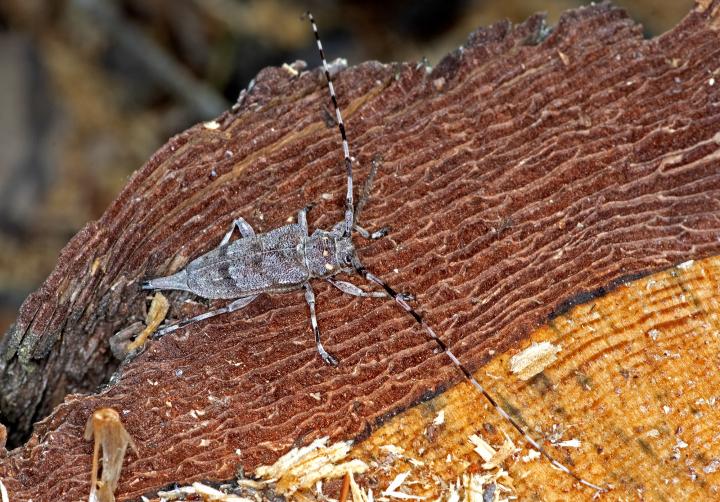 Kozlíček dazule (Acanthocinus aedilis)