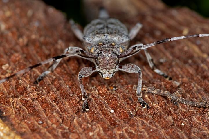 Kozlíček dazule (Acanthocinus aedilis)
