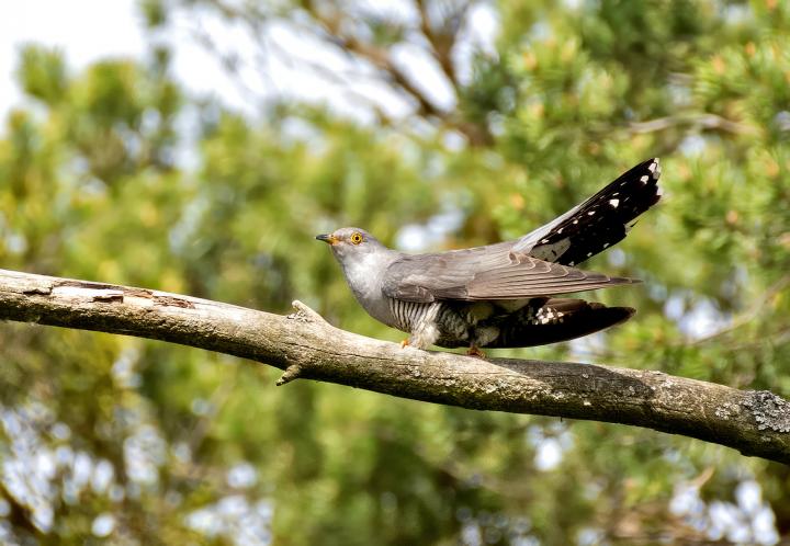 Kukačka obecná                                     (Cuculus canorus)