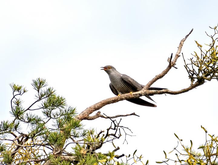 Kukačka obecná                                     (Cuculus canorus)