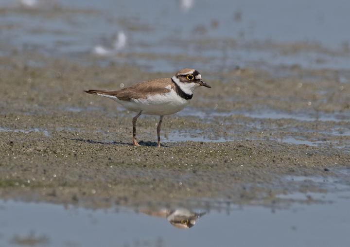 Kulík říční (Charadrius dubius)