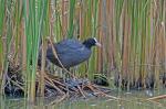 Eurasian Coot (Fulica atra)