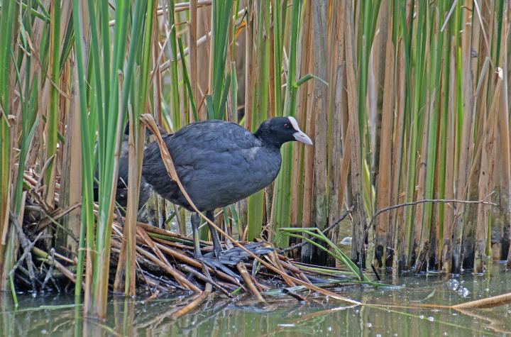 Lyska černá (Fulica atra)