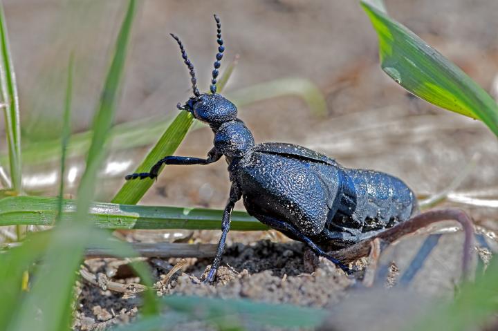Majka fialová (Majka violaceum)