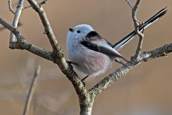 Mlynařík dlouhoocasý (Aegithalos caudatus)