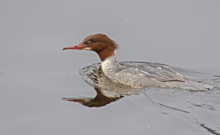 Morčák velký (Mergus merganser)