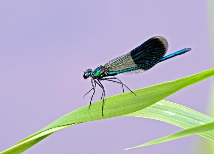 Motýlice lesklá (Calopteryx splendens)