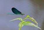 Motýlice lesklá (Calopteryx splendens)