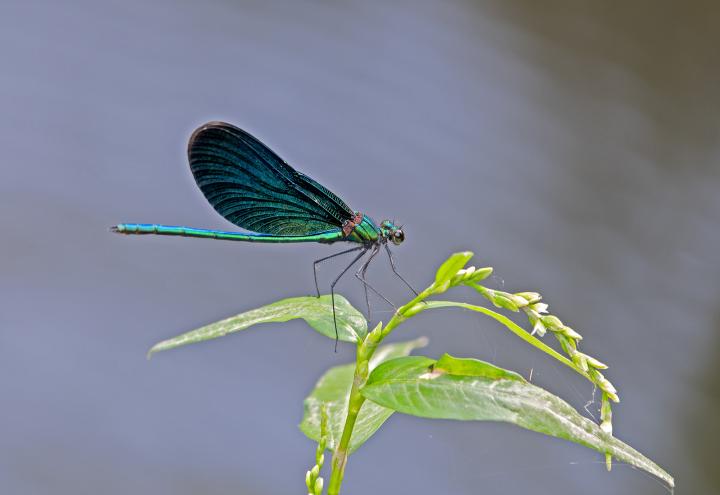 Motýlice lesklá (Calopteryx splendens)
