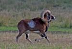 Muflon (Ovis musimon)