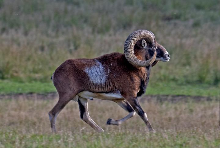 Muflon (Ovis musimon)