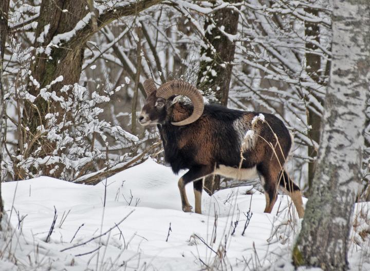 Muflon (Ovis musimon)
