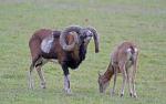 Muflon (Ovis musimon)